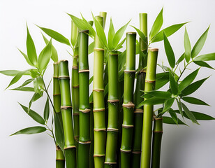 Obraz premium A tranquil image of green bamboo stalks placed upright on a white background to symbolize natural and sustainable beauty