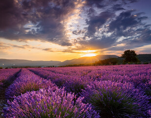 Fototapeta premium A tranquil image of a lavender field in full bloom stretching under a dramatic sunset sky to capture serene beauty
