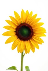 Fototapeta premium Single sunflower, vibrant yellow petals, pristine white background, light, art