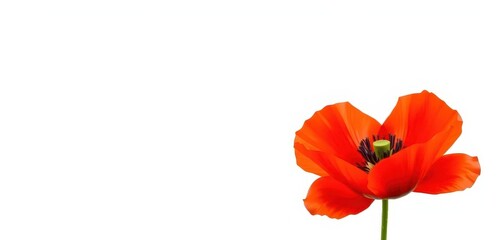 Naklejka premium Single red poppy flower, vibrant petals, delicate stem, isolated white background, nature, white background