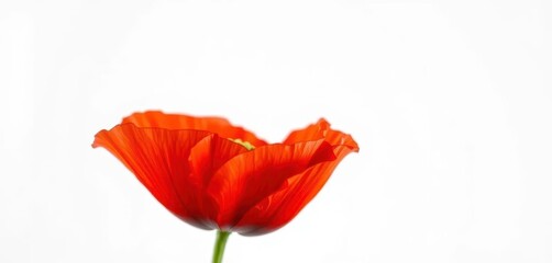 Fototapeta premium Single vibrant red poppy blossom, petals delicately unfurled against pure white, close-up, white background, botany