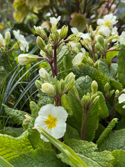 White Primrose blooming in the spring time