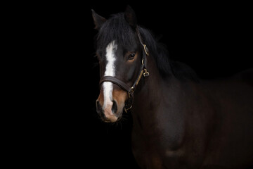 Close-up portrait of brown white horse on black background, isolated equine photography. Fine art...