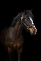Naklejka premium Close-up portrait of brown white horse on black background, isolated equine photography. Fine art photography