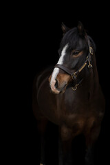 Obraz premium Close-up portrait of brown white horse on black background, isolated equine photography. Fine art photography