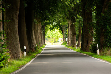 Obraz premium Scenic Tree-Lined Road – Peaceful Forest Drive in Summer Light.