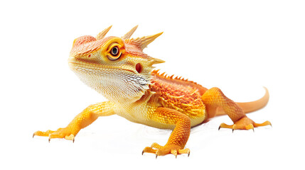 Obraz premium A lizard with a long tail and a pointed head