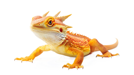 A lizard with a long tail and a pointed head