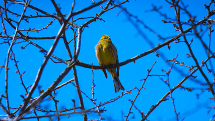 Common Bunting (Emberiza citrinella)
A small bird of the bunting family that sits on a thin branch of a leafless tree.