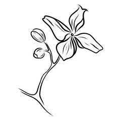 Hand drawn orchid flower on a branch vector. Flower Illustration for invitations, designs, cards doodle style