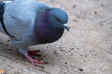 Fototapeta premium Flock of pigeons in the city center