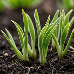 Obraz premium Young green shoots from the ground, spring plants, young shoots, plants, grass