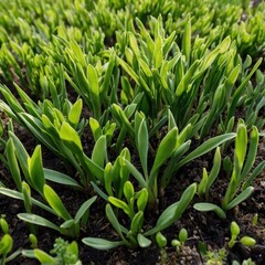 Obraz premium Young green shoots from the ground, spring plants, young shoots, plants, grass