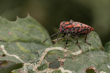 Red and black ground bug exploring a damaged leaf