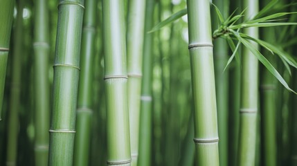 Obraz premium Zen productivity focus and meditation, A close-up view of tall, green bamboo stalks, showcasing their vibrant color and natural texture, surrounded by lush foliage.