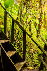 wooden staircase in the jungle