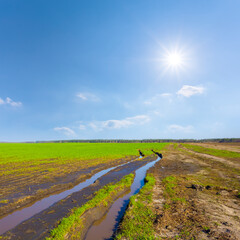 rural ground road in mud among green agricultural fields at the spring sunny day