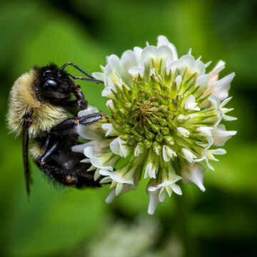A bumblebee collects pollen from clover flower during spring.