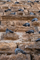 Fototapeta premium Flock of pigeons in the city center
