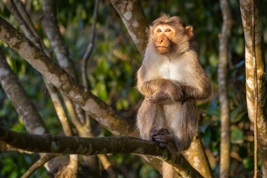 Wildlebender Makake (Hutaffe), der auf einem Ast im Wald sitzt, aufgenommen in einem Wald in Karnataka, S&uuml;dindien