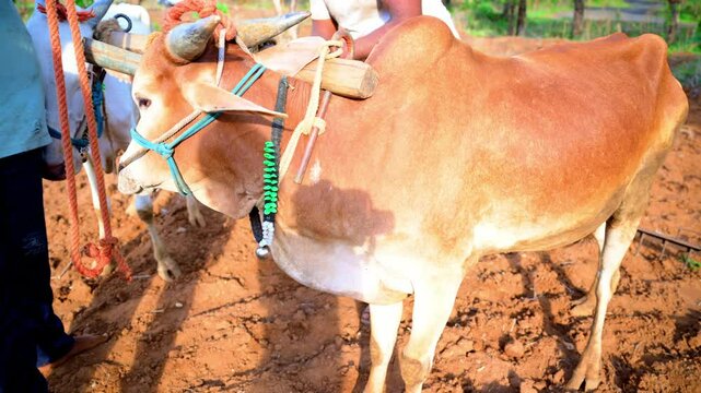Farmer prepares ox to plowing a field at rural area