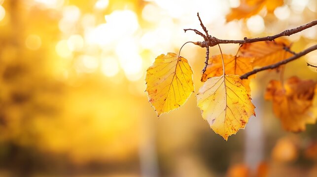 Vibrant autumn leaves illuminated by golden sunlight showcasing nature's beauty during fall season : Generative AI - Powered by Adobe