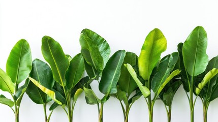 Obraz premium Lush green tropical leaves arranged on white background.