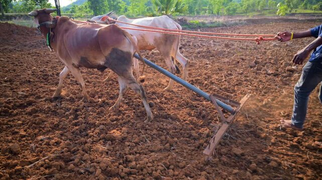 Two oxen drag plow through tilled soil in rural land