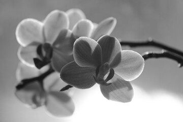 black and white orchid flower, natural light