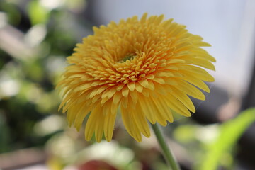 Yellow flower of gerbera plant in garden