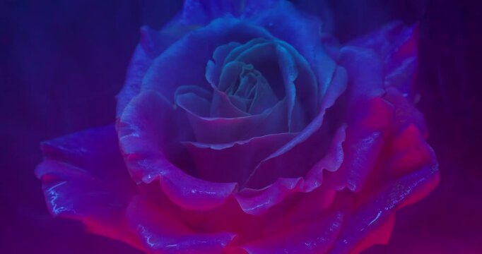 Neon flower. Mist petals. Defocused purple blue fluorescent color ink texture rose nature smoke floating on nature abstract art background.