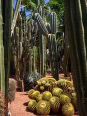 Majorelle Garden cactus
