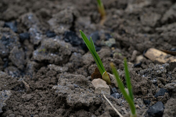 Beautiful view of young onion sprouts. Concept of gardening, earth day, agriculture, peasants, growing food.