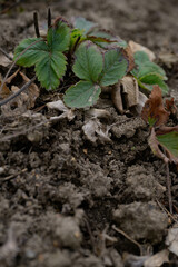 Strawberry leaves in spring after frost. Concept of gardening, earth day, agriculture, peasants, growing food. Vertical photo.