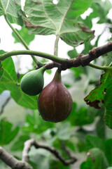 Fig Tree Branch with One Ripe and One Unripe Fig