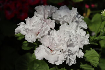 White flowers of royal pelargonium (Pelargonium domesticum) plant in winter garden
