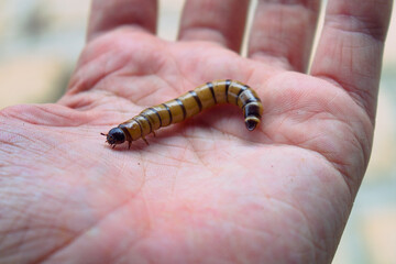 A close-up shot of a giant mealworm (Zophobas morio) crawling on an open palm. The larva is brown with black stripes and is shown in sharp focus against a neutral background.