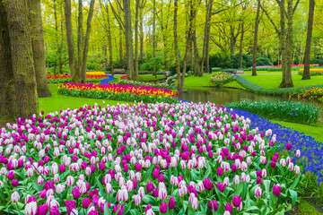 Scenic view of Keukenhof tulip garden in Lisse, Netherlands. Keukenhof is the most beautiful spring garden in the world. Beautiful ornamental garden landscape at Lisse, Netherlands