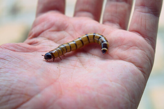 A close-up shot of a giant mealworm (Zophobas morio) crawling on an open palm. The larva is brown with black stripes and is shown in sharp focus against a neutral background.