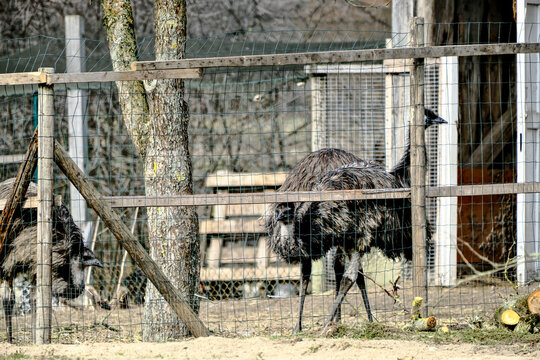 Emu ostrich casuar zoo fence picture