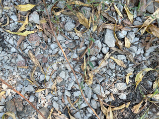 background pebbles and dry sticks on the ground close up