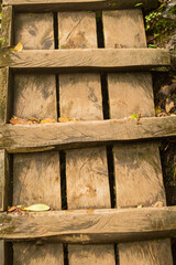 wooden staircase in the jungle