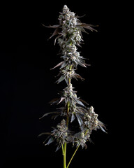 The Devils Candy 2 Grown by Stone Street Canna In Colorado Springs