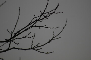 Delicate Water Droplets on Bare Tree Branches in a Misty Landscape