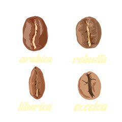 several types of coffee beans without background