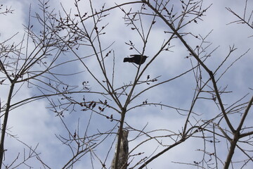 Cat and Bird in a Stand-off on a Barren Tree