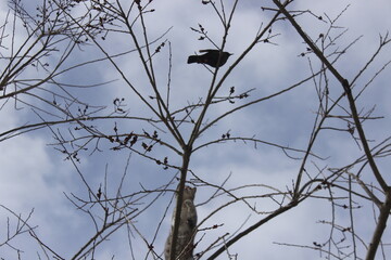 Curious Cat Trying to Catch a Bird on a Withered Tree