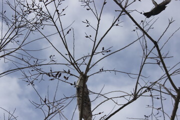 Cat Chasing Bird on a Dry Tree Branch