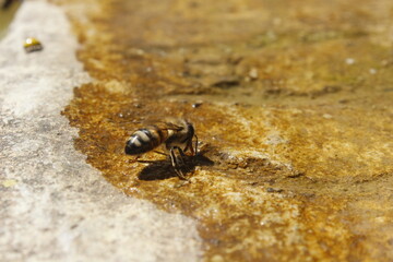 Honey Bees and a Small Water Pool on a Moss-Covered Stone in Nature