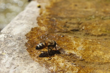Honey Bees and a Small Water Pool on a Moss-Covered Stone in Nature